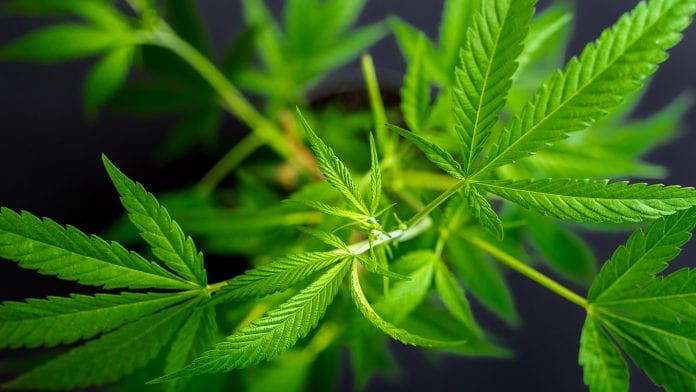 Getting One Regulatory Nod to Lead a Novel Charge Forward for the Cannabis Industry