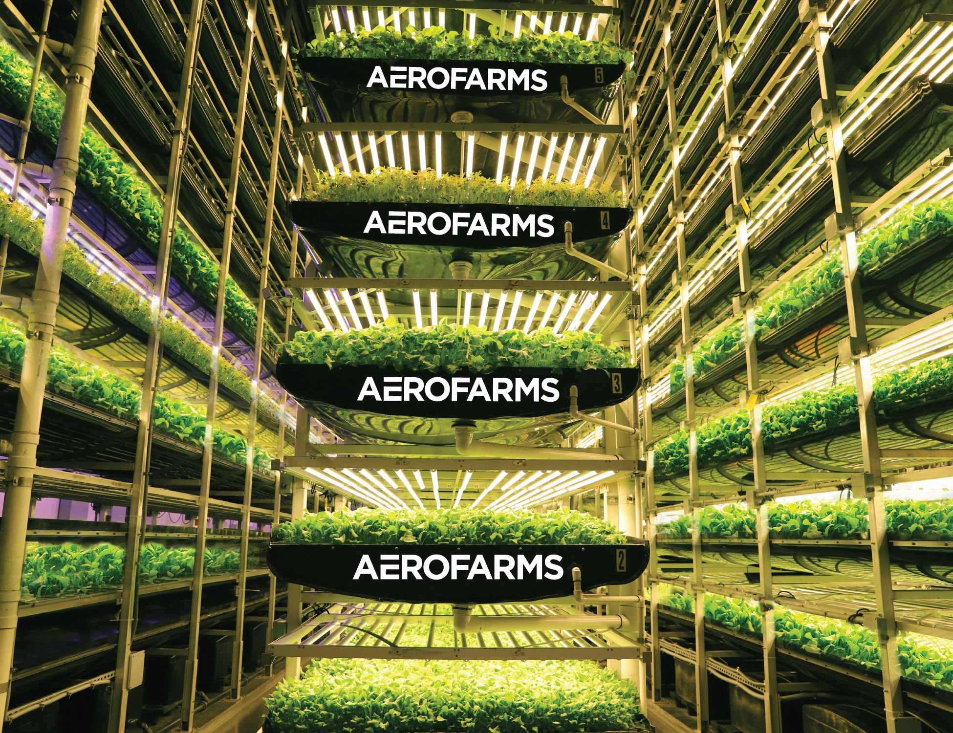 Bringing a Sustainable Food Option to More People for a Healthier You and a Healthier Environment
