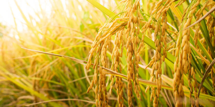 Clocking a More Comprehensive Weed Management Practice for US Rice Growers