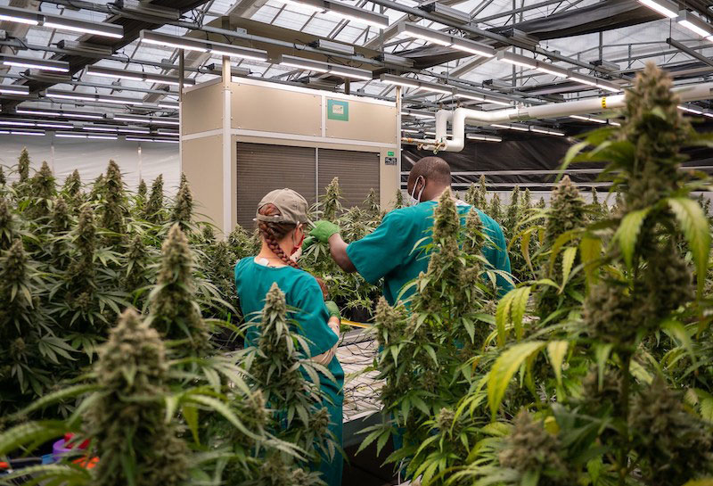 Debunking the Old THC Trends to Let Cannabis Industry Build out a New Growth Avenue