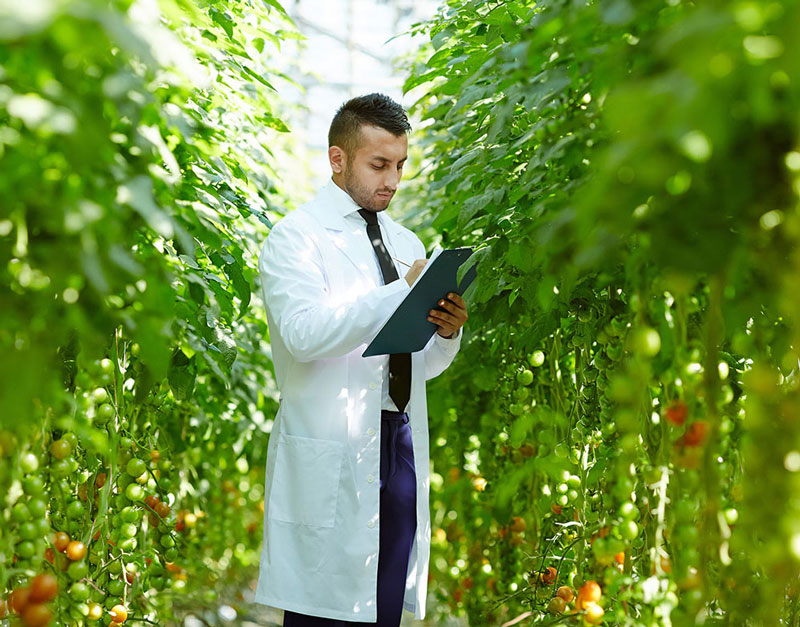 Setting the Stage for a Pea-themed Disruption in Plant-based Market