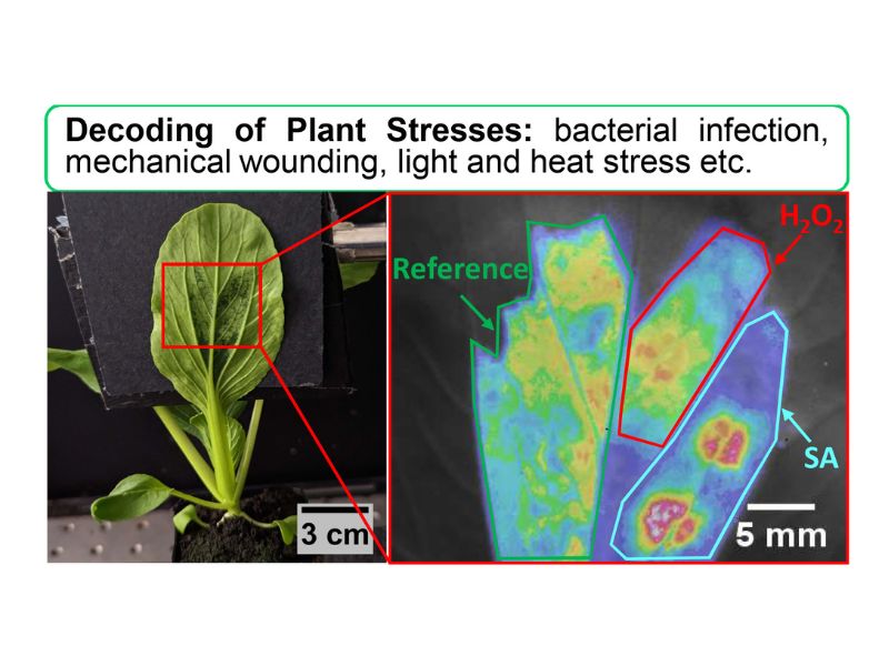 Deepening Your Plant Knowhow to Facilitate Crop Protection Efforts