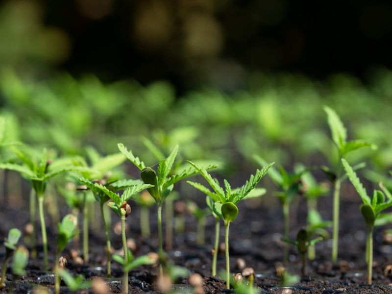 Bucking the Trend to Achieve a Non-THC Step-up for the Cannabis Space