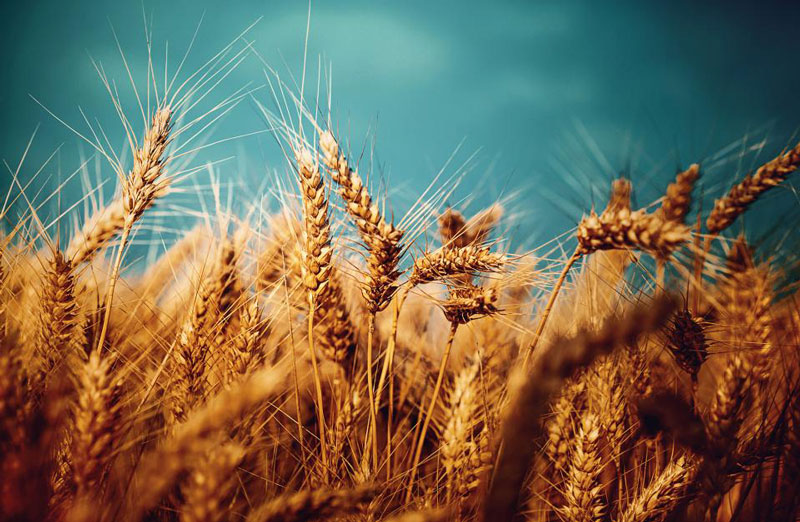 Freeing Up Wheat Production from the Detriments of Scope 3 Emissions